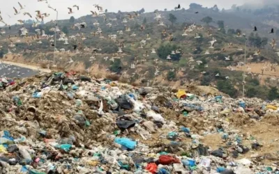 Aνακοίνωση του Πράσινου Κόμματος για την έκθεση της ελεγκτικής υπηρεσίας  σχετικά με το Υπουργείο Γεωργίας