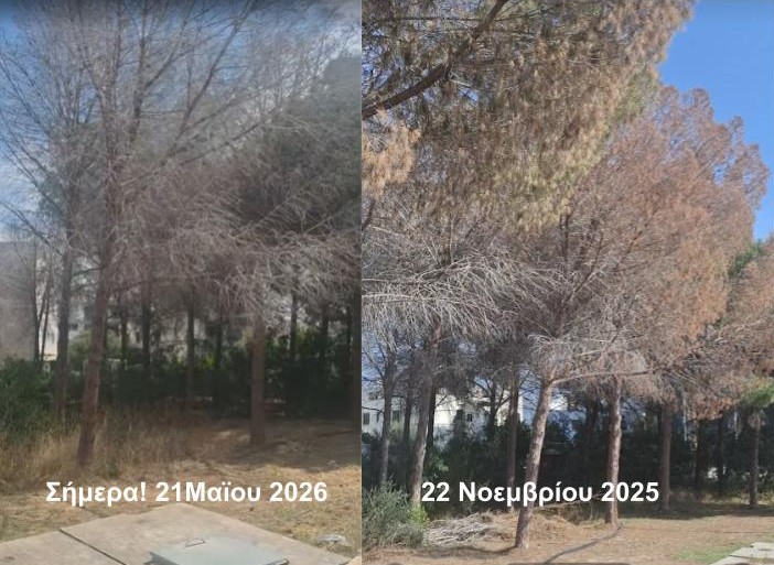 Εγκληματική αδιαφορία σήμερα ή τραγωδία αύριο;Το Πράσινο κόμμα της Κύπρου καταγγέλλει τμήμα δασών και Δήμο Λευκωσίας